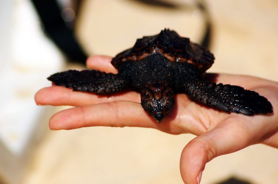 Santa Maria: Sea Turtle Watching Experience on Sal Island - Walking onto a dark, quiet beach