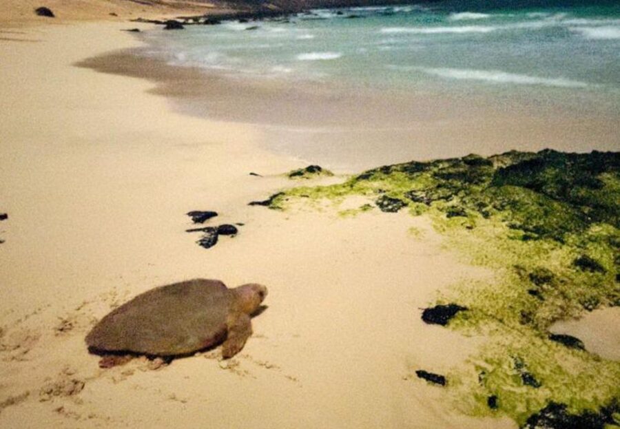 Santa Maria: Sea Turtle Watching Experience on Sal Island - What the $41 price includes