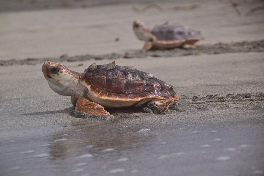 Santa Maria: Sea Turtle Watching Experience on Sal Island - Simple preparation for a better sighting