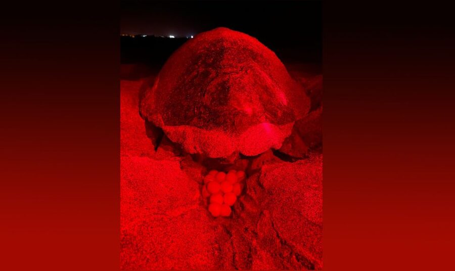 Santa Maria: Sea Turtle Watching Experience on Sal Island - Leaving Santa Maria for the coast