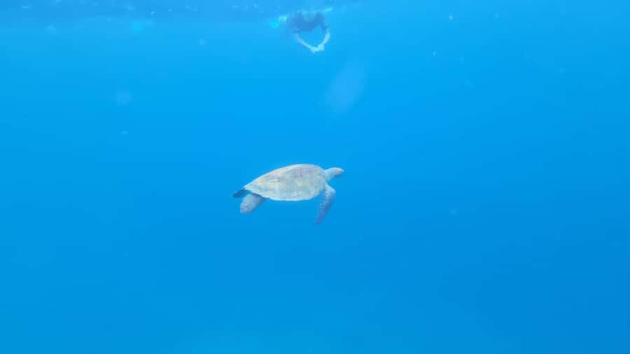 Santa Maria: Snorkeling Boat Tour - Why this Santa Maria snorkeling trip is different
