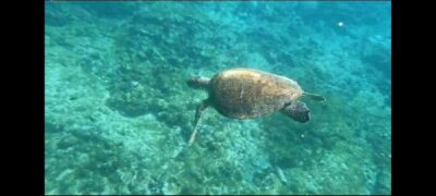 Snorkeling Boat Tour