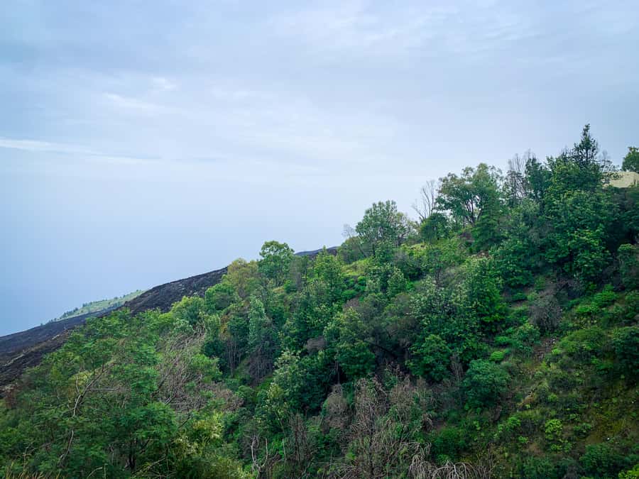 Sao Filipe: Coffee Plantation and Natural Pools Day Trip - Why this Fogo day trip works
