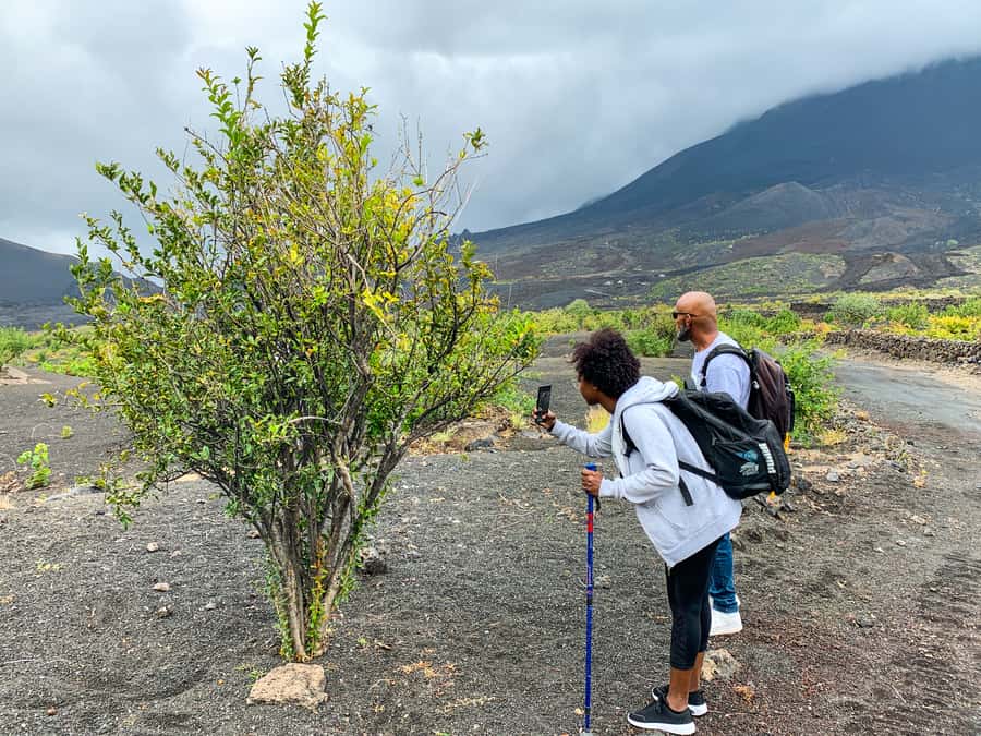 São Filipe: Fogo Volcano with Wine and Cheese Tasting - Walking across the 2014 lava and meeting local residents