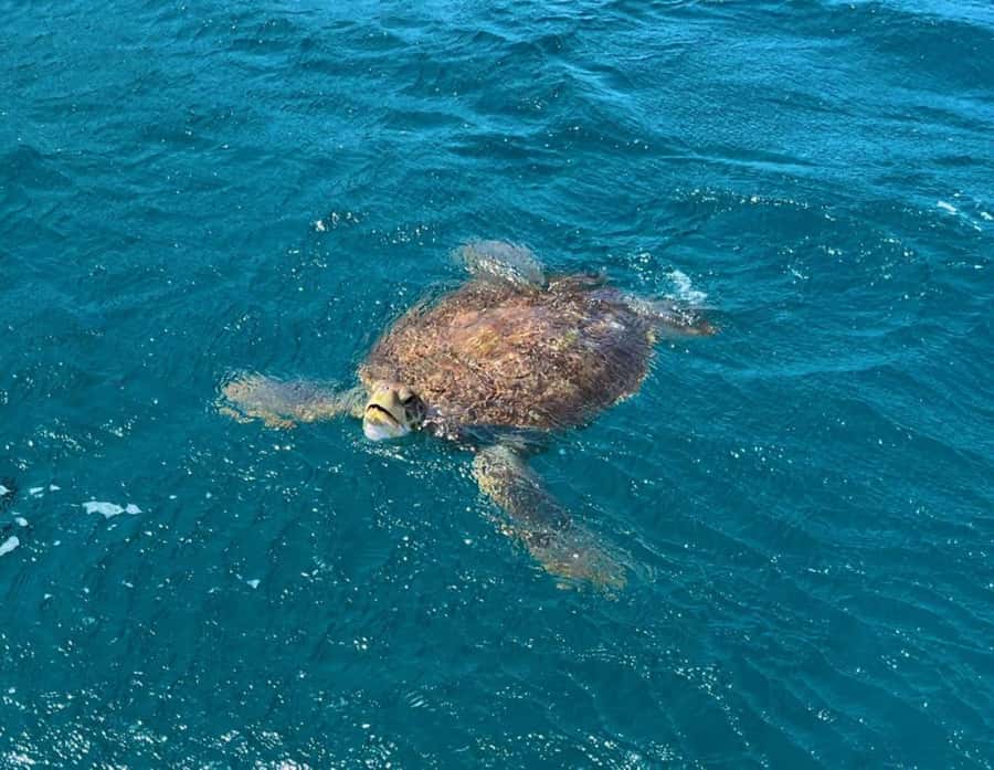 São Vicente: Snorkel with Sea Turtles Adventure - Getting fitted with gear and learning the basics