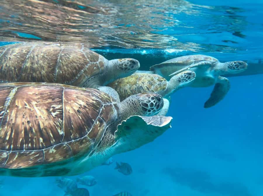 São Vicente: Snorkel with Sea Turtles Adventure - From pickup to São Pedro