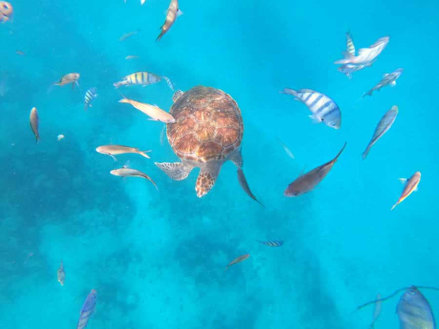 São Vicente: Snorkeling with Turtles Breathtaking Experience - Meeting the turtles off São Pedro