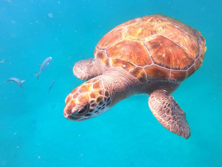São Vicente: Snorkeling with Turtles Breathtaking Experience - FAQ