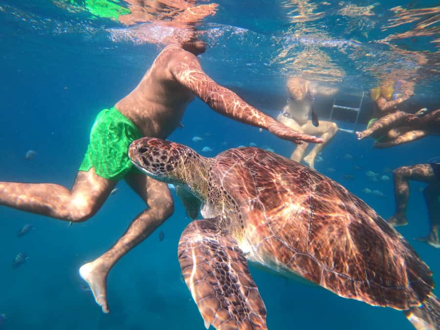 São Vicente: Snorkeling with Turtles Breathtaking Experience - What the turtle encounter is like