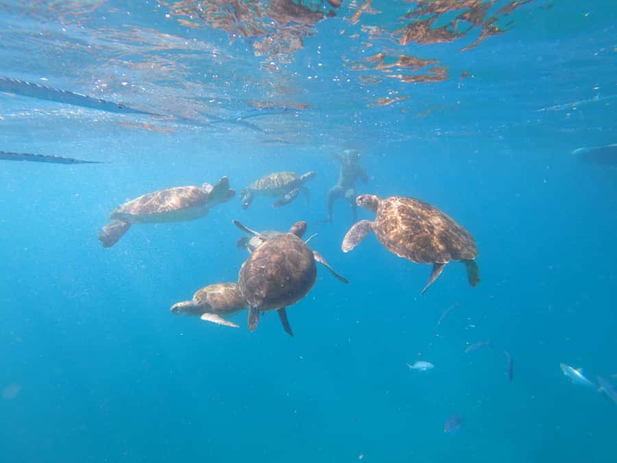 São Vicente: Snorkeling with Turtles Breathtaking Experience - Is $88 a fair price?