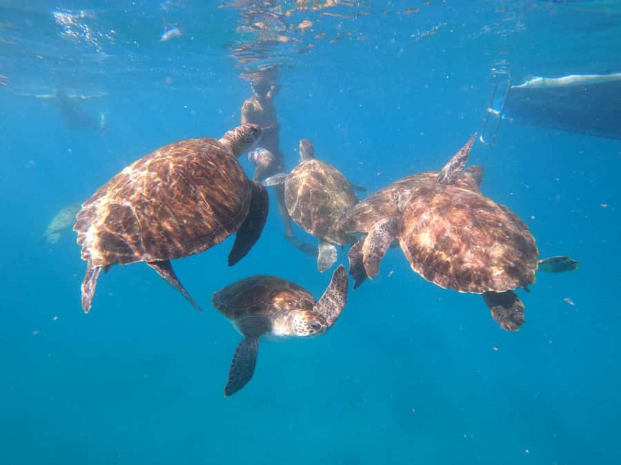 São Vicente: Snorkeling with Turtles Breathtaking Experience - What to bring for a better morning