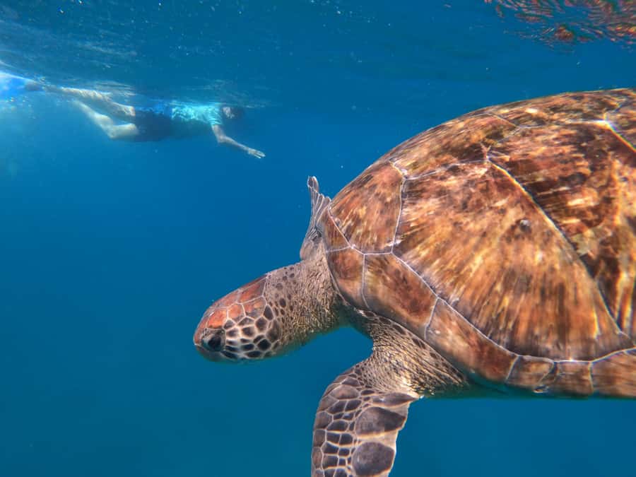 São Vicente: Snorkeling with Turtles Breathtaking Experience - My call on the São Vicente turtle trip
