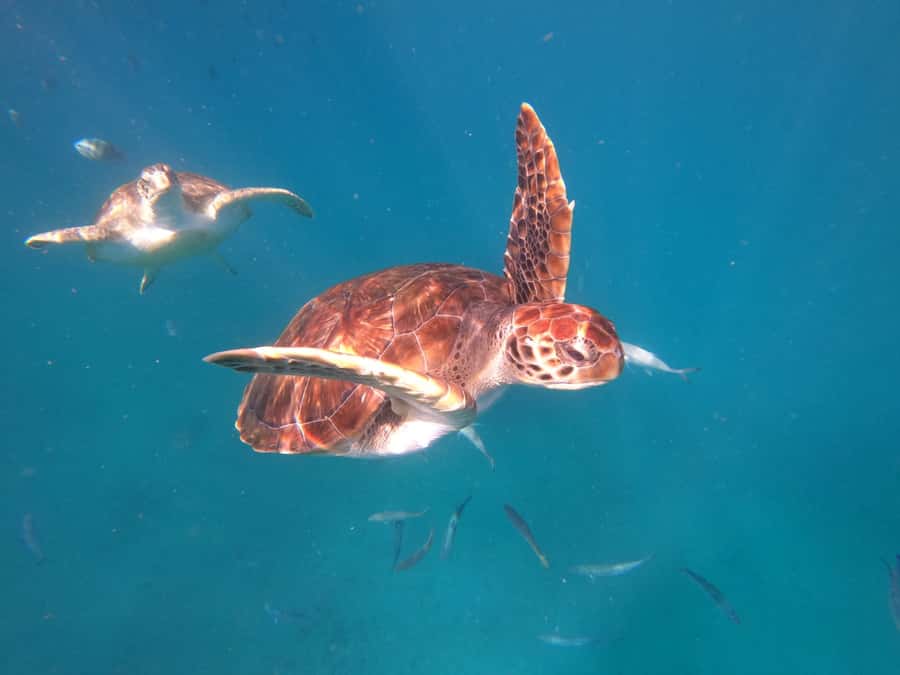 São Vicente: Snorkeling with Turtles Breathtaking Experience - A short briefing, then a fishermen’s boat