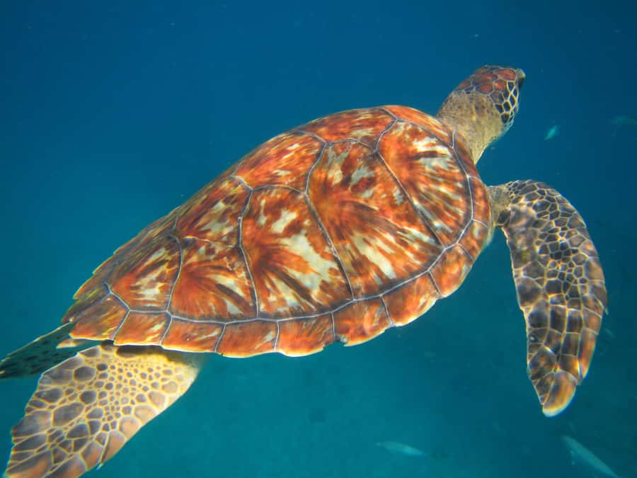 São Vicente: Swimming and Snorkeling Tour with Sea Turtles - Why São Pedro is the right setting for this encounter