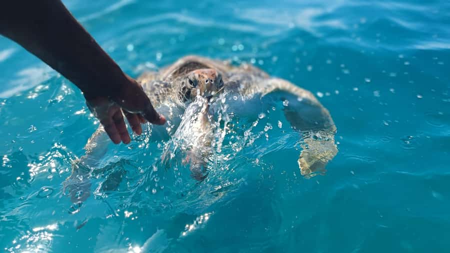 São Vicente: Swimming and Snorkeling Tour with Sea Turtles - Boarding a fishermen’s boat at São Pedro