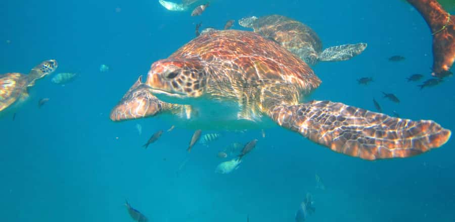 São Vicente: Swimming and Snorkeling Tour with Sea Turtles - The 20-minute transfer from Mindelo