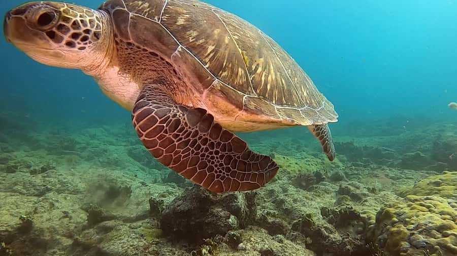 Short Snorkeling Trip - A quick ride from Sal Rei Bay to the water
