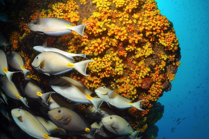 Snorkeling Experience in Santa Maria Bay by boat - A 40-minute introduction to Santa Maria Bay