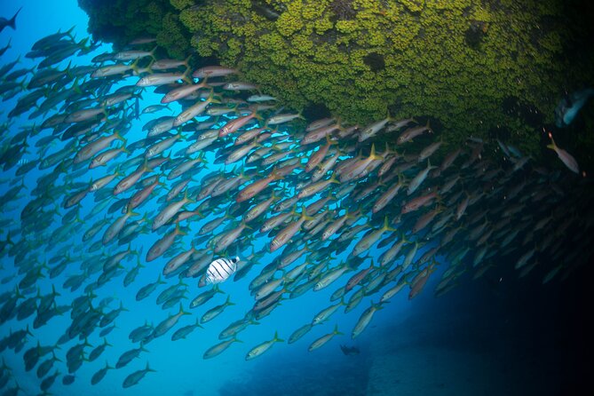 Snorkeling Experience in Santa Maria Bay by boat - What you may see below the surface