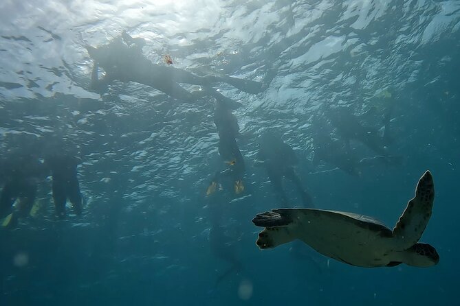 Snorkeling Experience in Santa Maria Bay by boat - Is $34.84 good value?