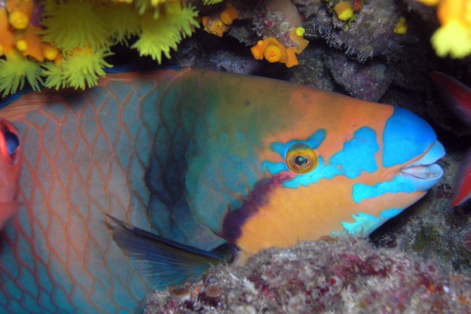 Snorkeling Tour - Key points before you book