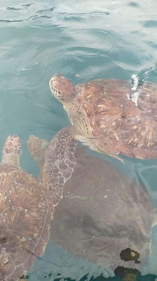 Snorkeling with Turtles - Swimming with turtles and watching reef life