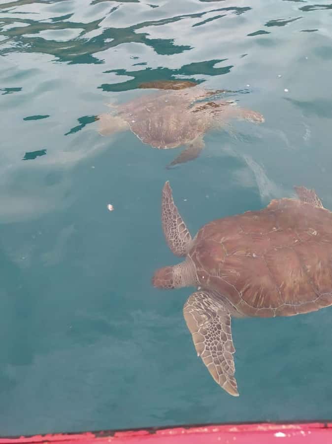 Snorkeling with Turtles - Who should book this São Pedro experience