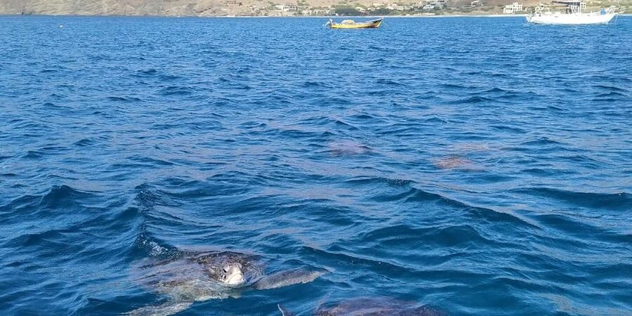 Snorkeling with turtles at Sao Pedro's Beach - Key points to know before booking