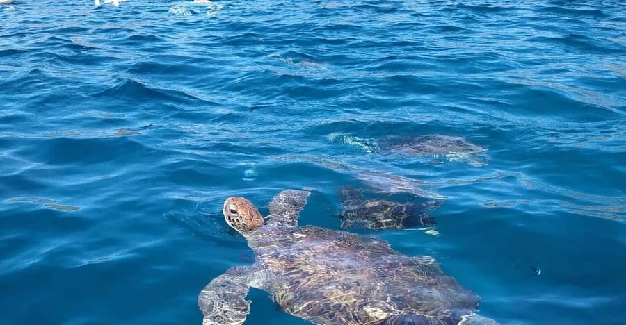 Snorkeling with turtles at Sao Pedro's Beach - Getting ready for the water