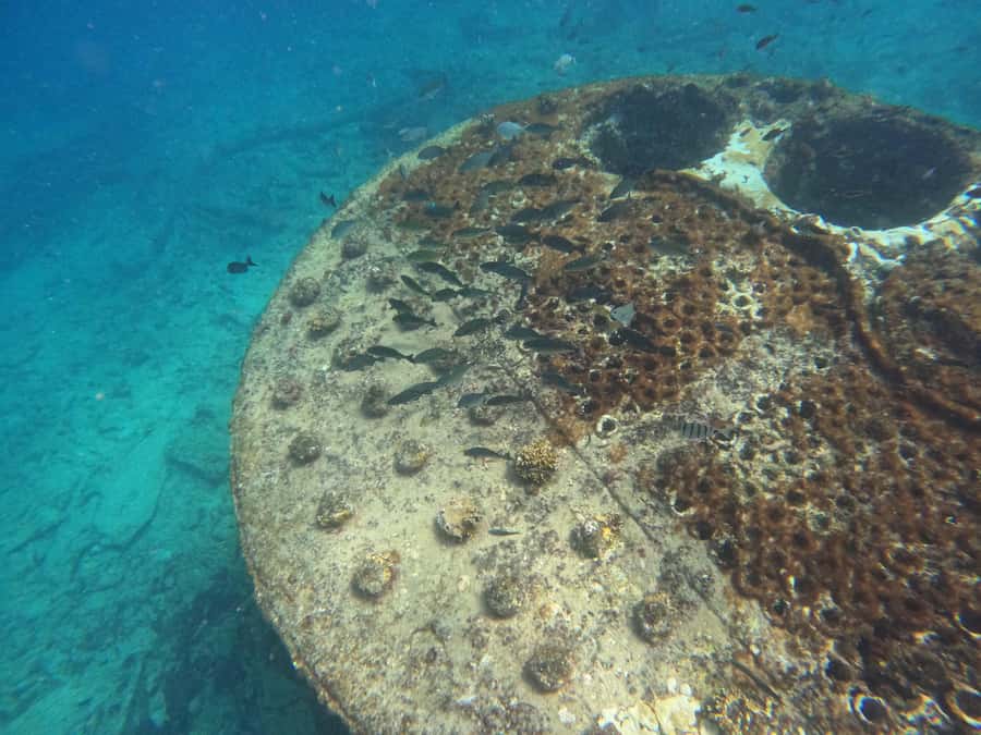 Snorkelling trip with certificate local guide - Safety and support for beginners