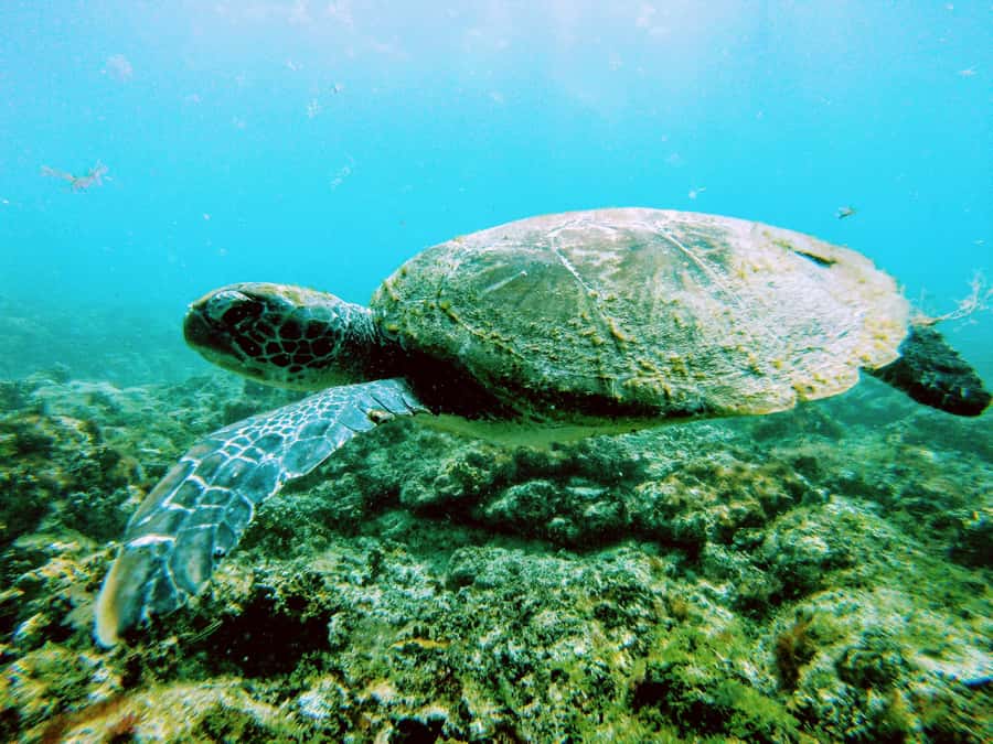 Snorkelling trip with certificate local guide - Value at $50 per person