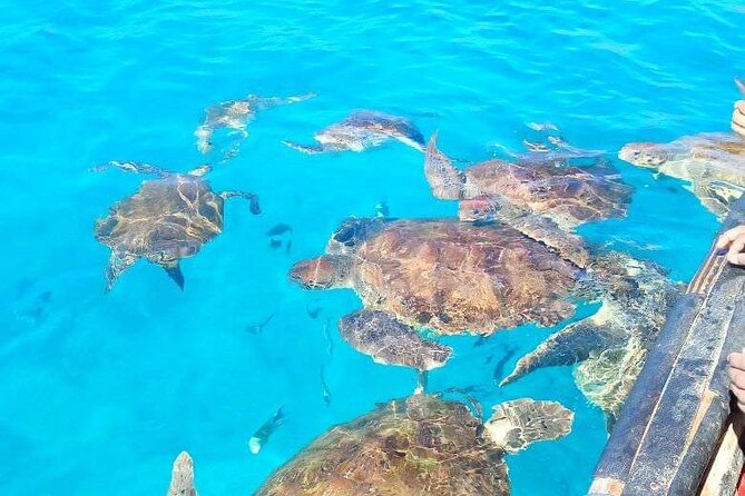 Spectacular experience with sea turtles - Getting into the boat is the biggest practical issue
