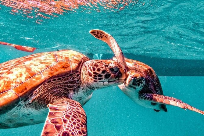 Spectacular experience with sea turtles - Who will enjoy this most?