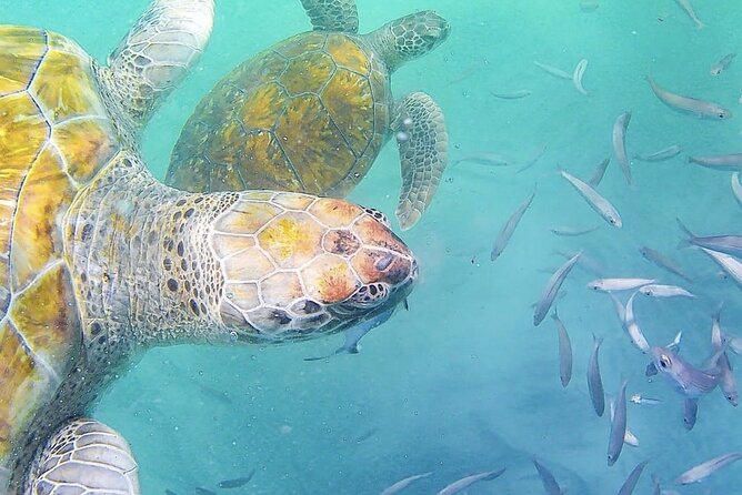 Spectacular experience with sea turtles - The turtle encounter and the rules that protect it