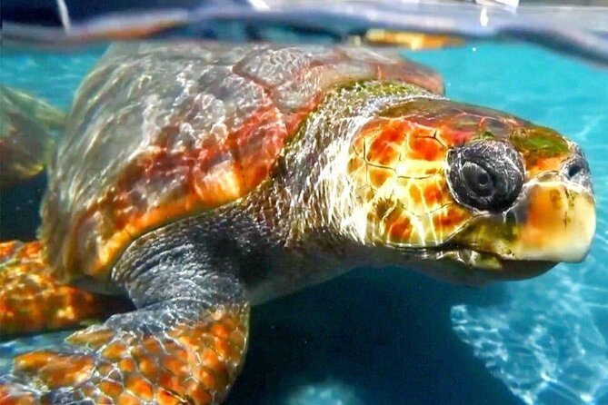 Turtle Experience in Sal island - Key points before you book