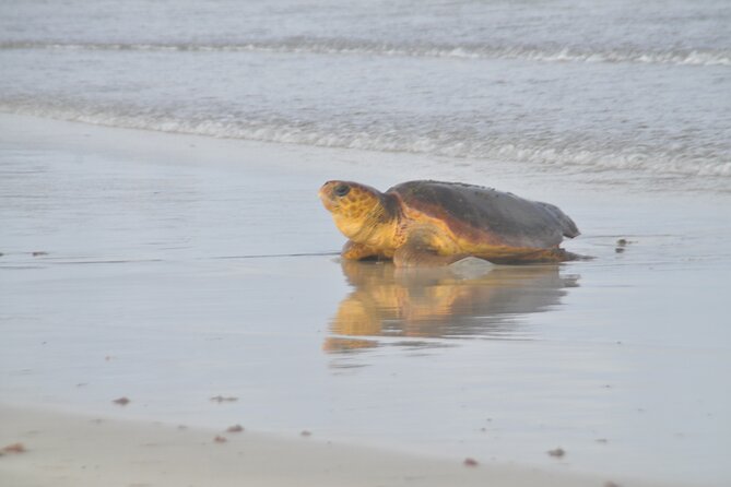 Turtle Experience in Sal island - A nighttime meeting with Sal Island’s turtles