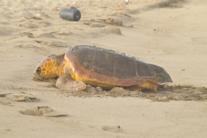 Turtle Experience in Sal island - Why patience matters more than speed