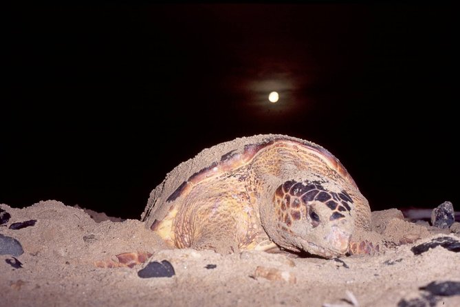 Turtle Watching Adventure - Why this Sal turtle tour is different