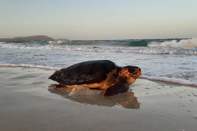 Turtle Watching Adventure - Walking under the African sky