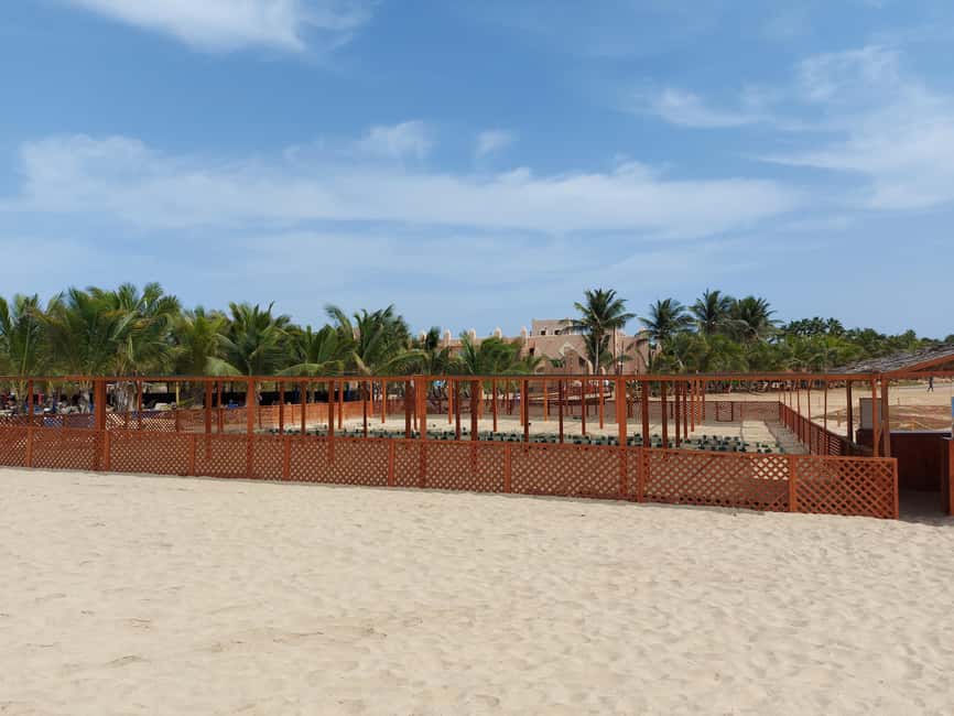 Turtle watching in Boa Vista Island - Why Boa Vista’s turtle season matters