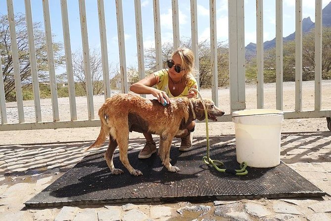 Volunteering with animals in Sao Vicente! - Helping puppies learn to trust people
