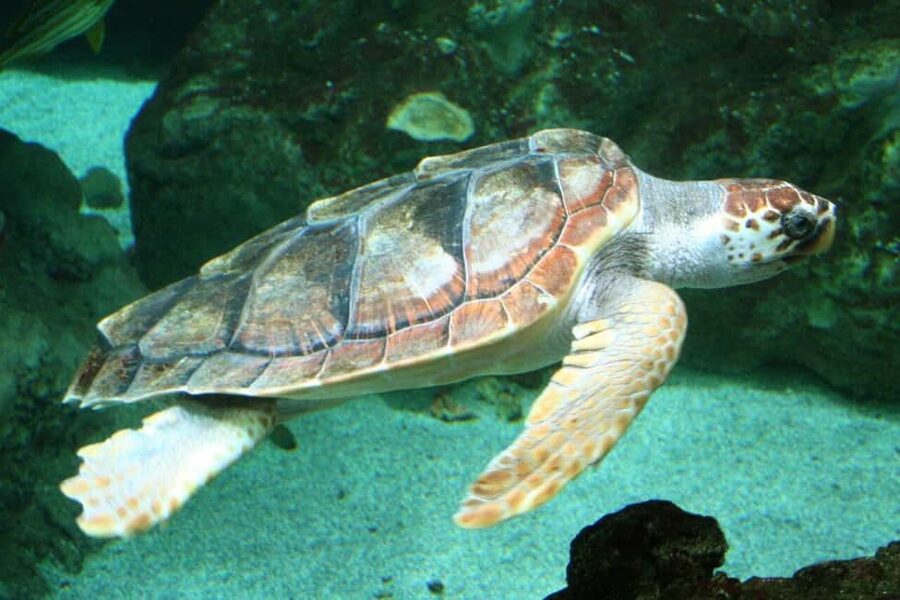 Watch Sea Turtles Nesting – Night Tour in Sal Island - Key points to know before you book