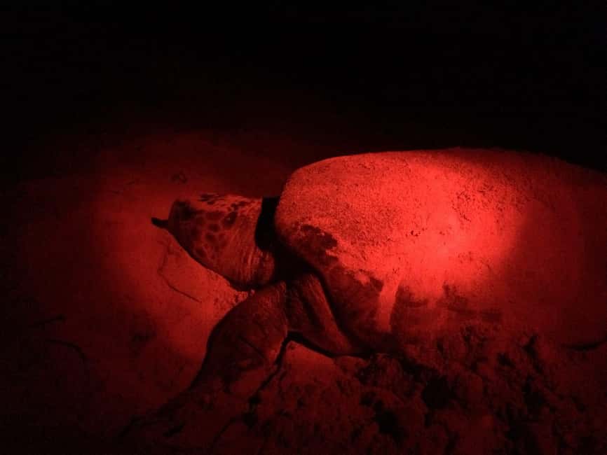 Watch Sea Turtles Nesting – Night Tour in Sal Island - Why Sal is such a special place for nesting turtles