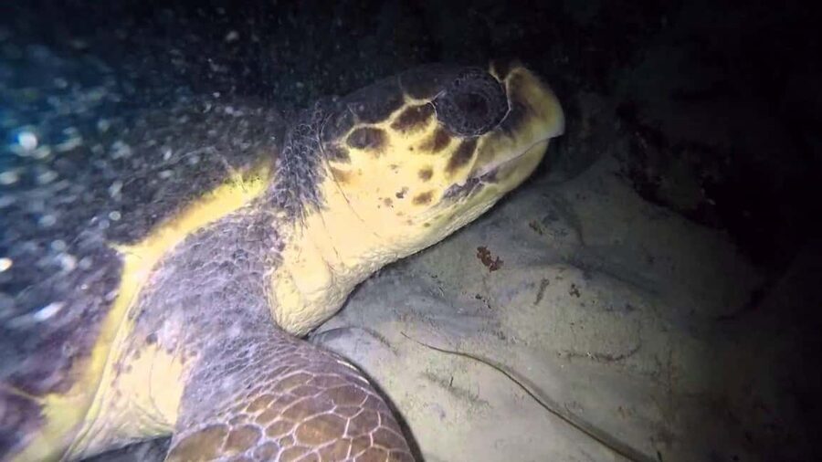 Watch Sea Turtles Nesting – Night Tour in Sal Island - A short briefing gives the night some meaning