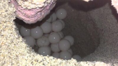 Watch Sea Turtles Nesting – Night Tour in Sal Island