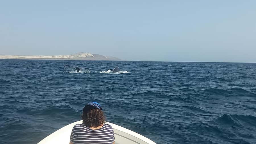 Whale watching tour SEASONAL - Why Boa Vista is a strong whale-watching base