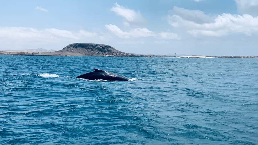Whale watching tour SEASONAL - What the outing is likely to feel like