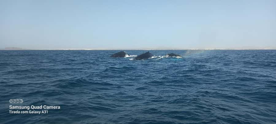 Whale watching tour SEASONAL - A six-person group changes the experience