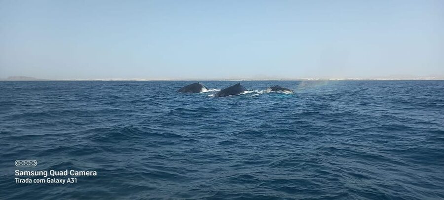 Whale watching tour SEASONAL - Transfers from Sal Rei and the resort areas