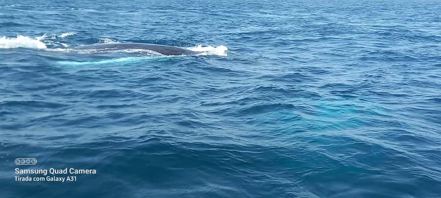 Whale watching tour SEASONAL - Should you book the Riamar whale tour?